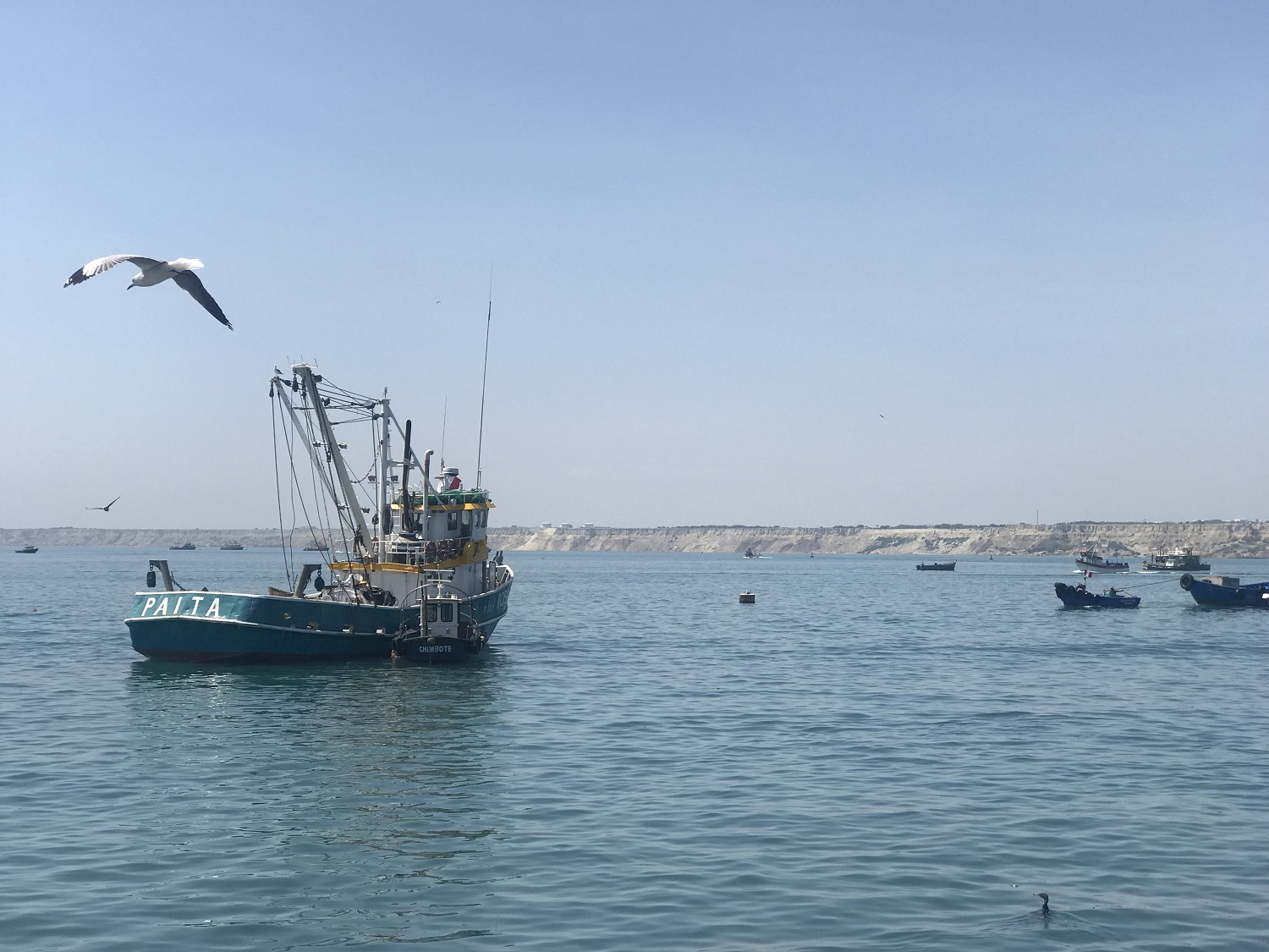 Exportación de pesca para consumo humano creció 27.9% en el 2018