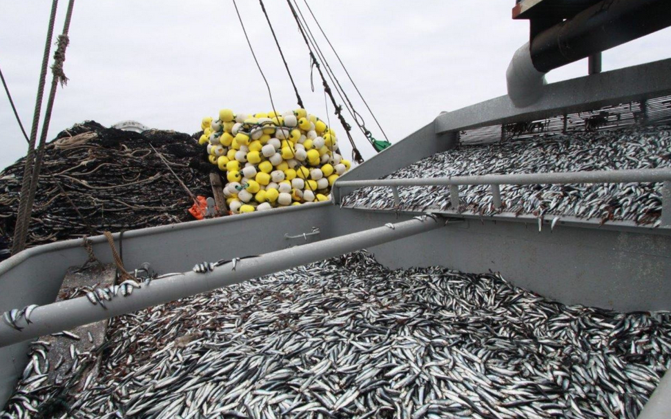 Pesca industrial se contrajo 11% en primer semestre del año