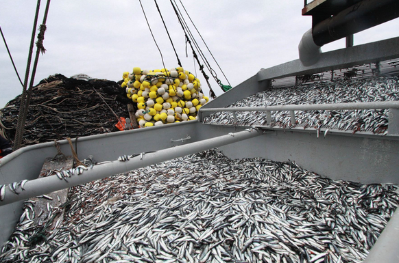 Pesca exploratoria se realiza con extracción de anchoveta en tamaño límite permitido 