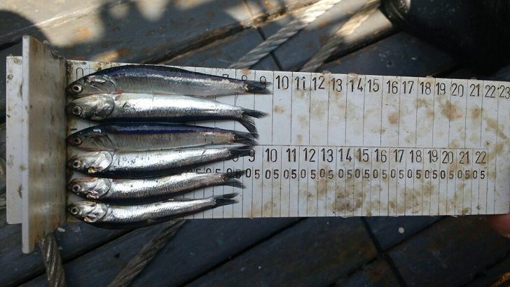 Congresista Foronda exige renuncia de titular del Produce por pesca de anchoveta juvenil