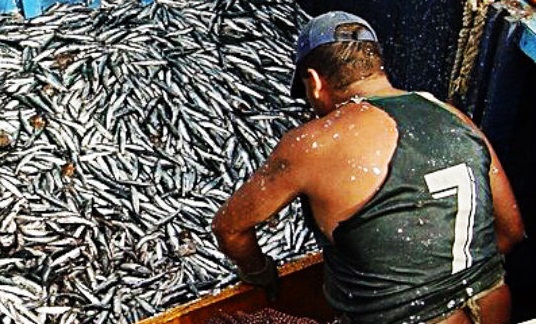 Preparan plan de contingencia ante escasez de Anchoveta en costas del Perú