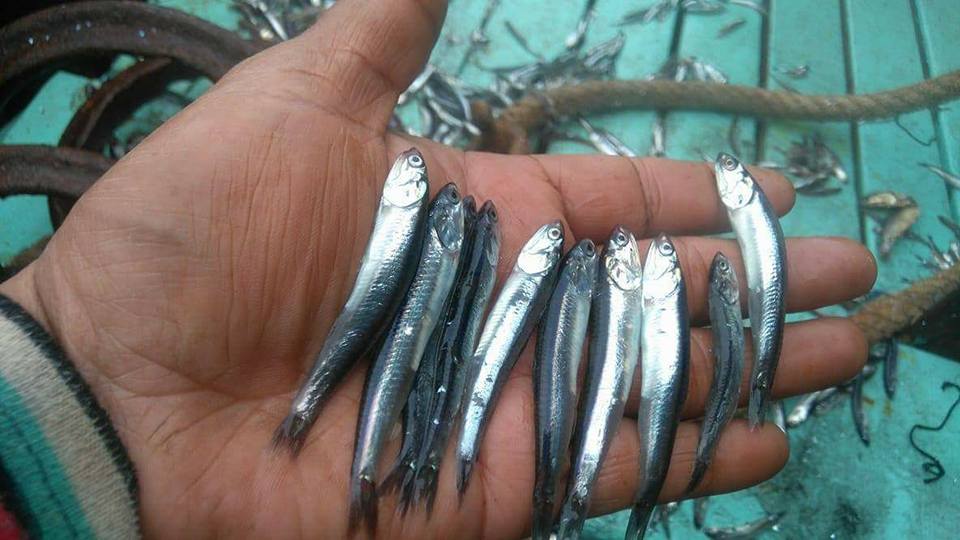 Foronda: veda de anchoveta debe continuar hasta que especie alcance tamaño permisible