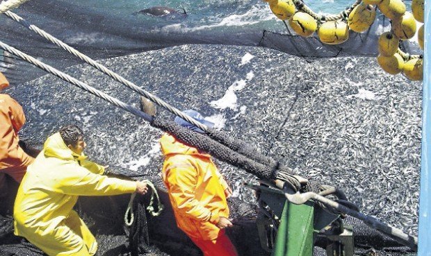 Áncash ocupa el primer lugar de desembarque de pesca en lo que va la temporada