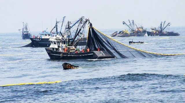 Produce suspende actividades extractivas de anchoveta en varias zonas del litoral