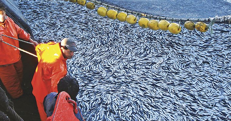 Desembarque de pesca de anchoveta en 55% de la cuota establecida en lo que va de la temporada