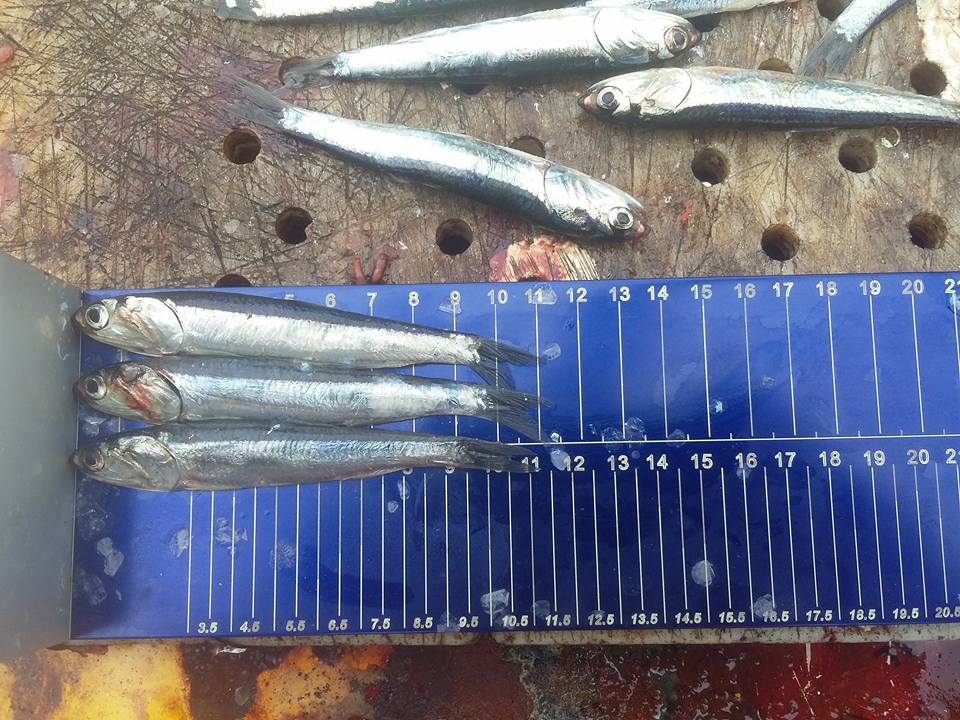 Dirigente de los pescadores de Chimbote considera que captura de anchoveta "va de mal en peor"