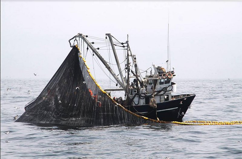 Derechos de pesca representan el 27% de aportes que realiza la industria al Estado