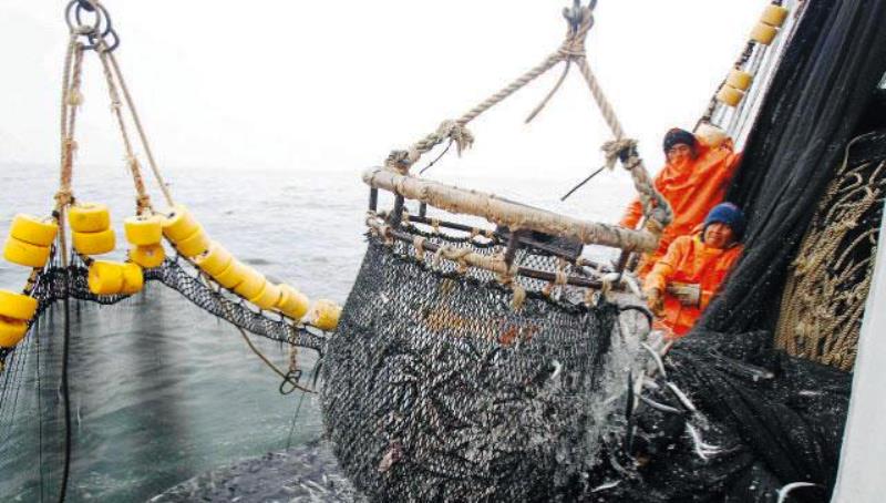 Chimbote: El 14 de octubre empieza veda de anchoveta para consumo humano directo
