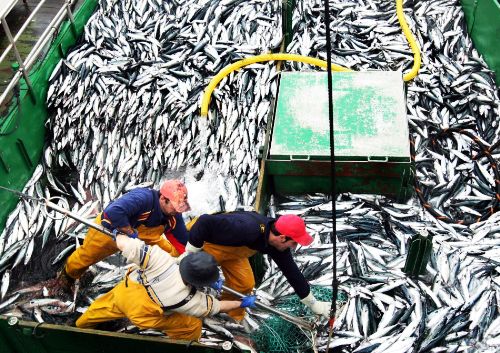 Sector pesca creció en el 2013 más que los últimos diez 10 años