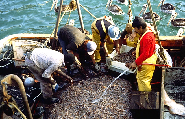 Inician proceso sancionador contra nave que capturó anchoveta en Chimbote