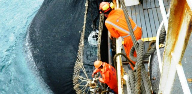 Piden medidas para recuperar niveles de pesca de anchoveta en mar peruano