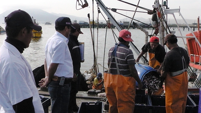 Decomisan media tonelada de anchoveta en tamaño juvenil en Chimbote