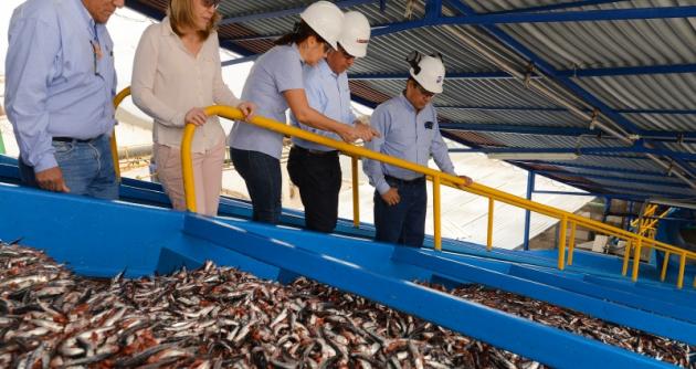 Anchoveta  será incorporada a compras de programas sociales para lucha contra la anemia