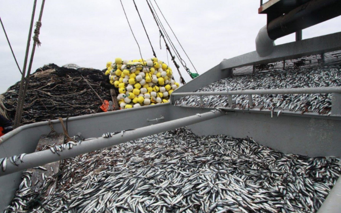 Pesca de anchoveta para consumo humano directo superó 50% de cuota fijada