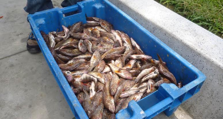 Decomisan pescado juvenil que iba a ser vendido en cebicherías