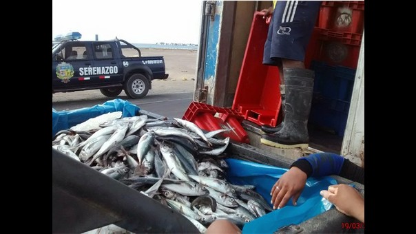 Cuarto Juzgado Unipersonal sentenció a transportista que llevaba jurel de talla juvenil 