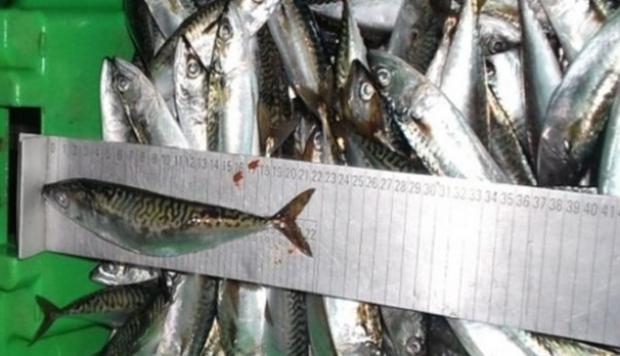 Chimbote: sentencia suspendida para patrón de lancha por extraer pescado de talla no permitida 