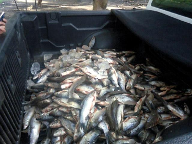 Más de 38 toneladas de recursos marinos fueron decomisadas en 8 regiones