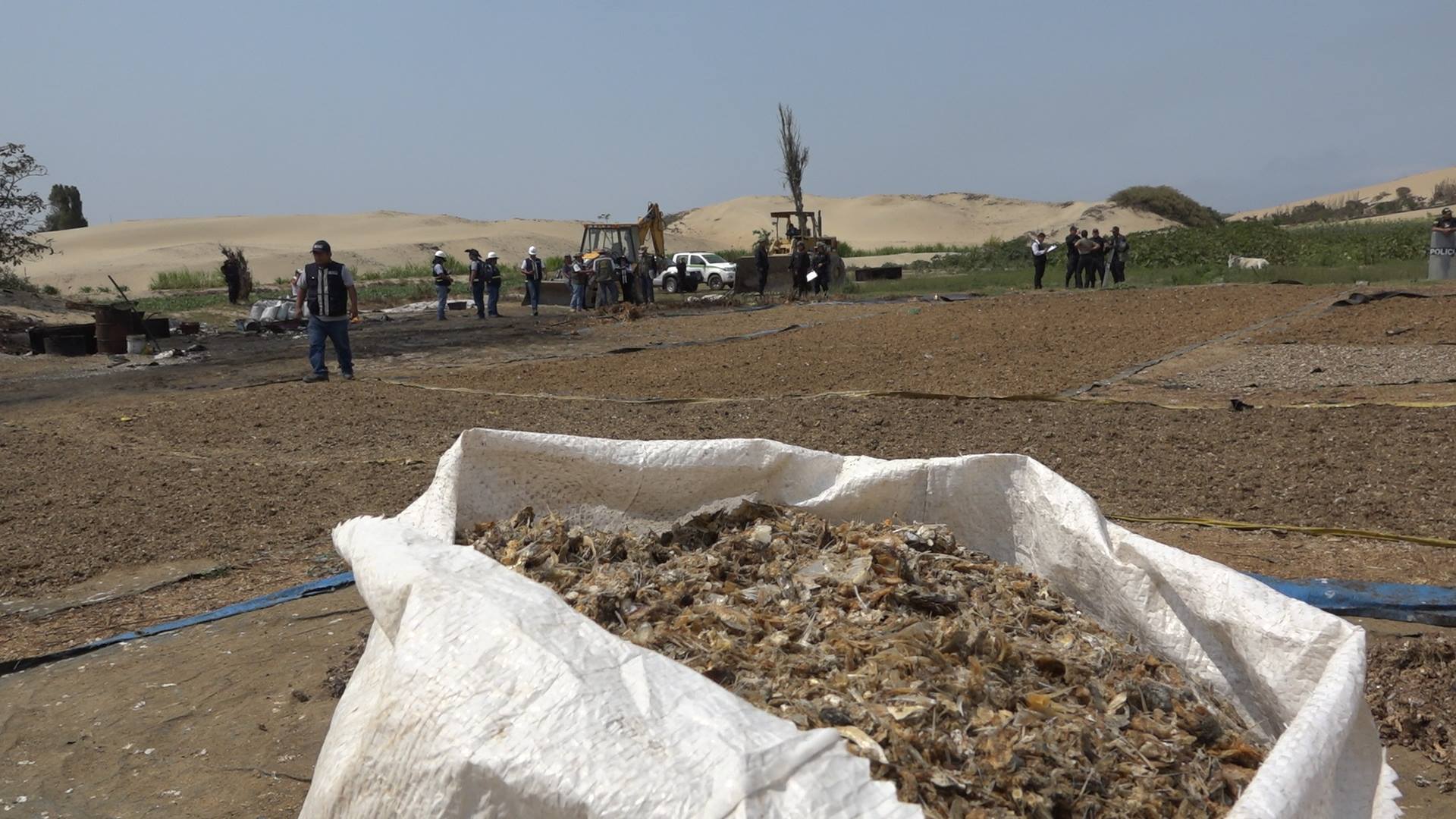 Chimbote: incautan 50 toneladas de especies marinas que eran secadas en predios agrícolas