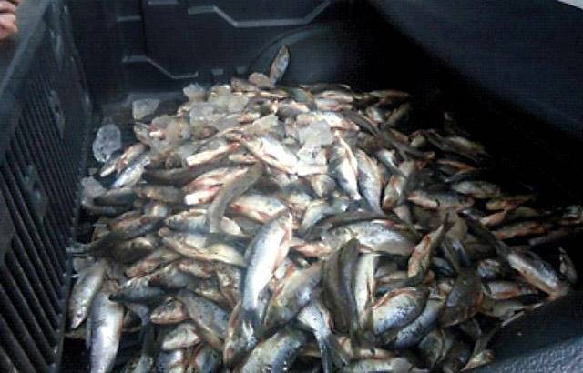 En Áncash y otros puertos Produce decomisa 73 toneladas de bonito y lisa en tallas no permitidas