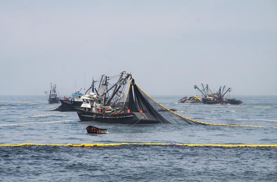  Extracción de anchoveta superó el 30% de la cuota establecida, según Produce