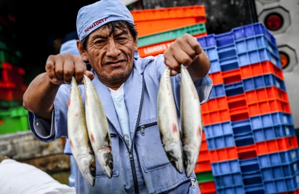 Establecen veda de merluza en el norte del país por un período de 30 días 