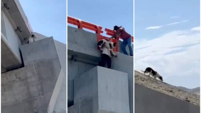 Nuevo Chimbote: trabajadores municipales rescatan a perrito atrapado en puente de Vía de Evitamiento 