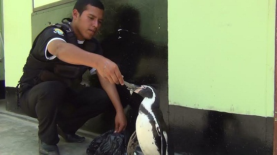 Serenos rescatan a pingüino que estaba deambulando por calles de Nuevo Chimbote