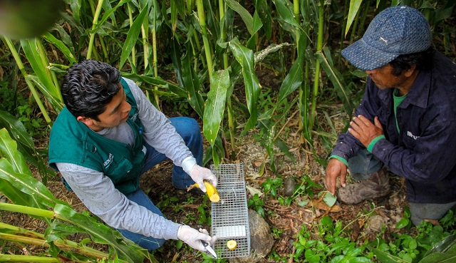 Chimbote: Senasa inicia acciones ante plaga de ratas en campos de cultivo en Lacramarca Alta
