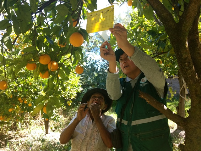 Minagri reafirma que sembríos de Áncash están libres de plagas del HLB 