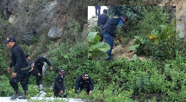 Erradican más de mil plantones de marihuana en Huarmey, los cuales iban a servir al narcotráfico