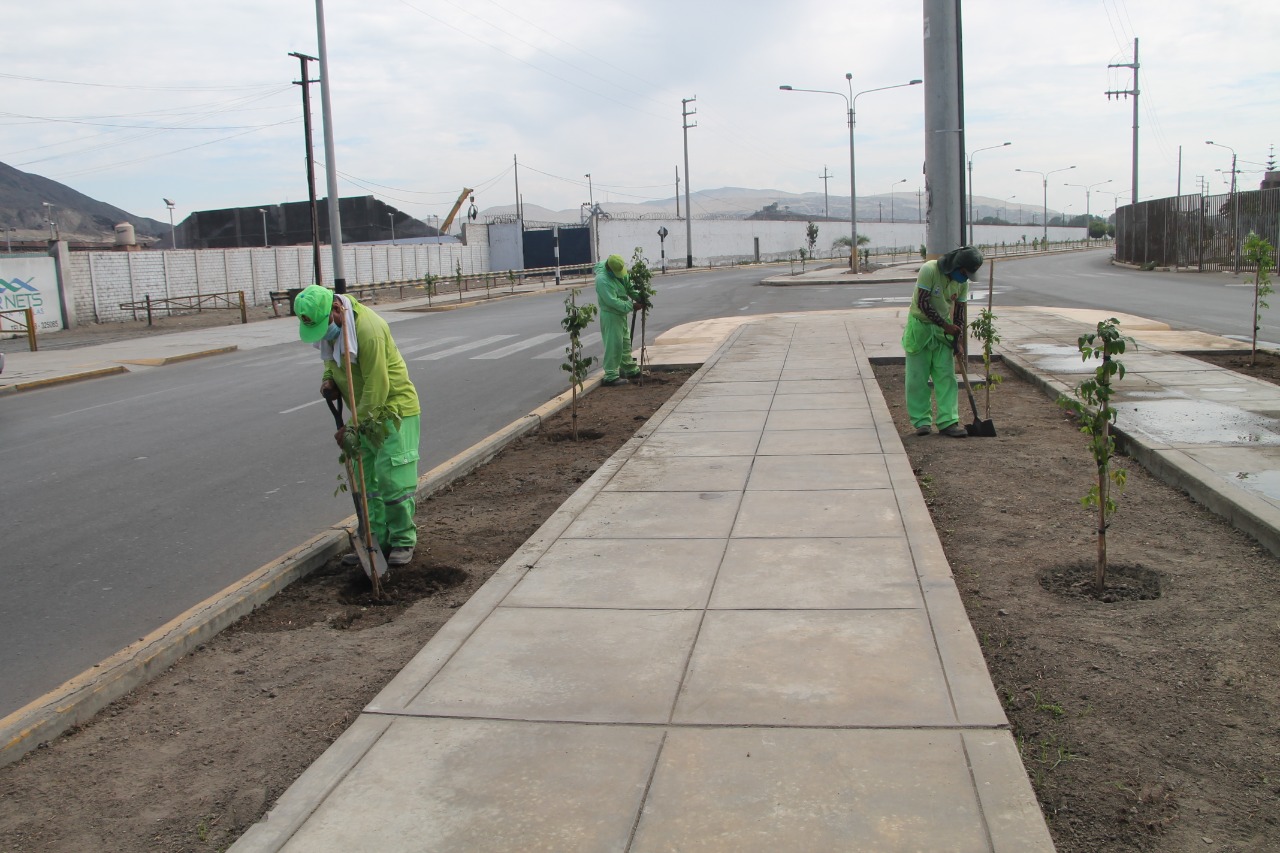 La MPS sembró 1,400 molles y 70 laureles en la avenida Industrial de Chimbote