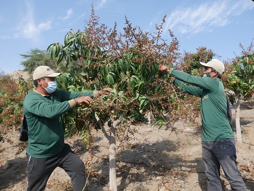 Clima de Moro es único para demorar producción de mango y obtener mejor precio de exportación