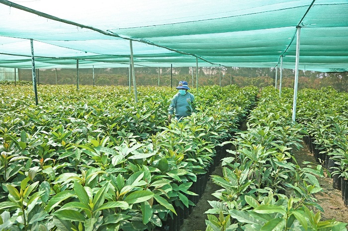 Productores podrán reducir inversión con plantones frutales de Chinecas