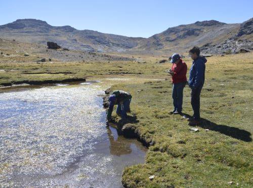 Hallazgo en Áncash: “Plantas nativas andinas ayudan a regenerar suelos contaminados”