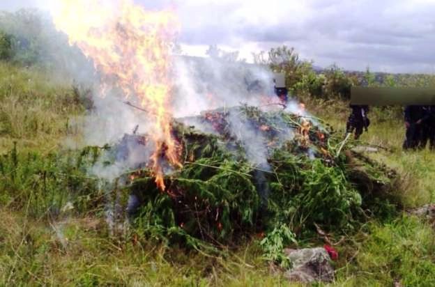 Áncash: Incineran 4,500 plantones de marihuana que estaban camuflados en sembríos de maíz