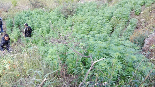 Hallan más de 47 mil plantones de marihuana en el límite de regiones Áncash y Huánuco
