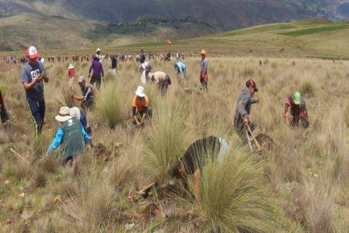 Instalarán más de 1 millón de plantones forestales en cuencas altoandinas