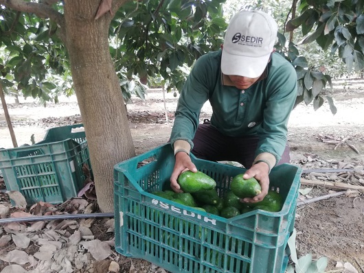 Áncash primera región productora de palta orgánica en el Perú 