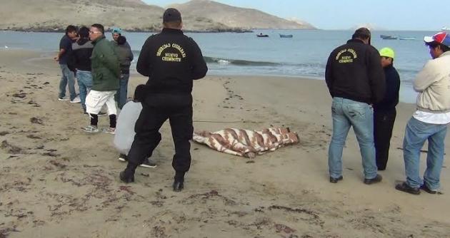 Hombre resbala de peña y muere ahogado en playa de Nuevo Chimbote