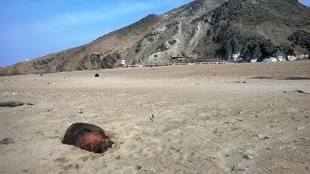 Ninguna playa de Nuevo Chimbote esta apta para bañistas