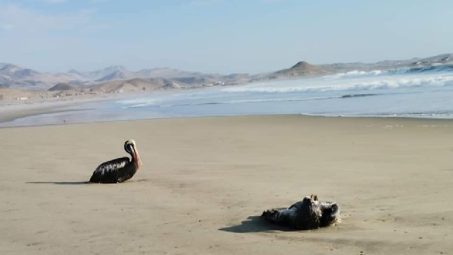 Aparecen pelícanos muertos a orillas del mar de Huarmey, sería por la gripe aviar