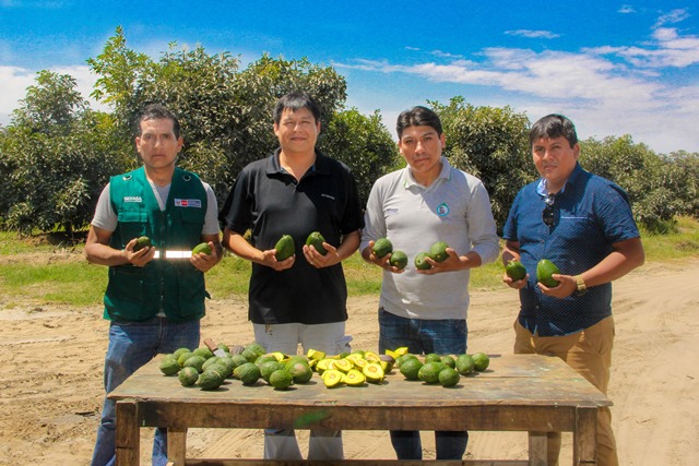  Senasa en Áncash certificó primer lugar de producción de Palta Hass en Cascajal