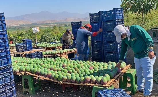 Áncash es la segunda región exportadora de mango con 26 mil toneladas en primeros meses del año