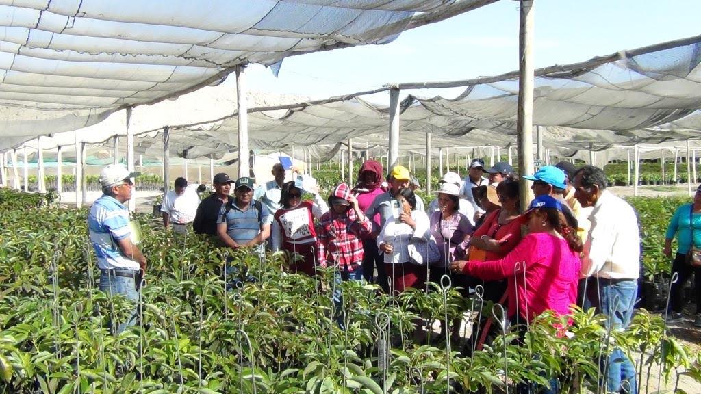 Casma: productores de paltas del Valle Fortaleza realizaron intercambio de experiencias 