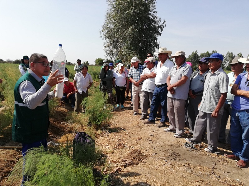 Productores de espárragos preparados para cumplir con requisitos fitosanitarios de exportación