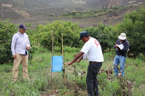 Minagri certifica a productores de palto en la región Áncash