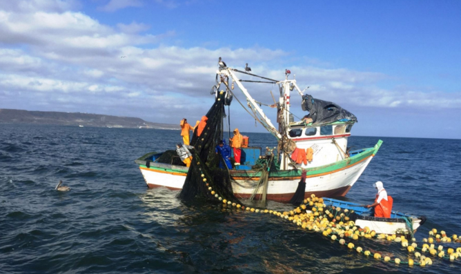 Proyectan exportar $3,000 millones en productos pesqueros para consumo humano al 2021