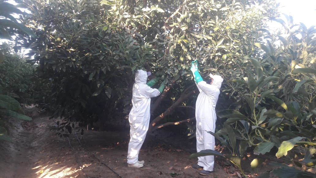 Productores agropecuarios de Áncash reinician actividades