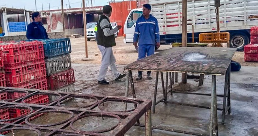 Confirman malas condiciones de higiene en puestos de sacrificio y venta de pollo del mercado Tres Estrellas